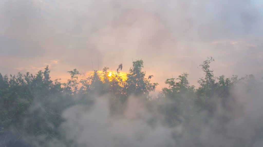 smoke over morning and forest and sun.